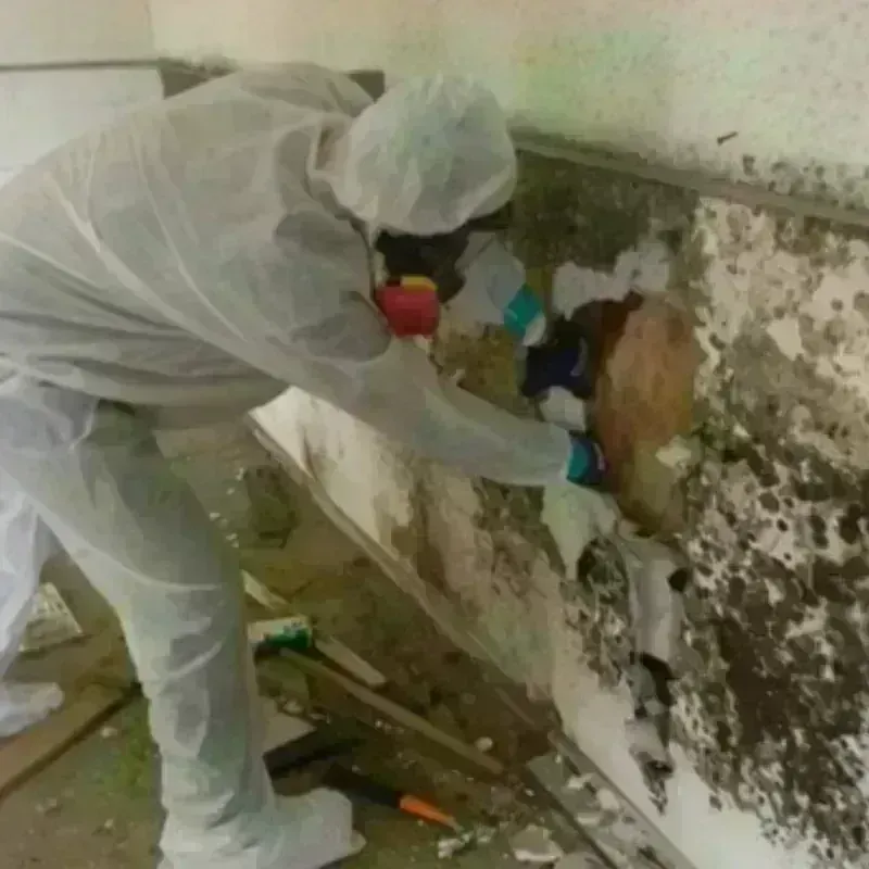 Mold Remediation and Removal in Weedpatch, CA